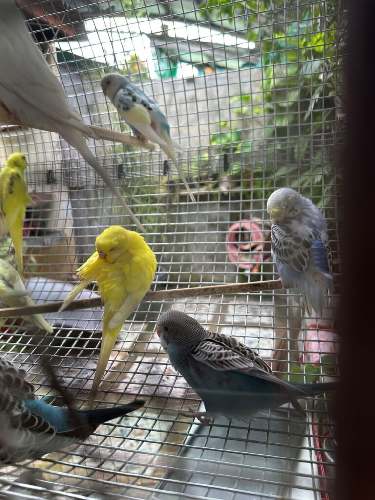 Parakeets