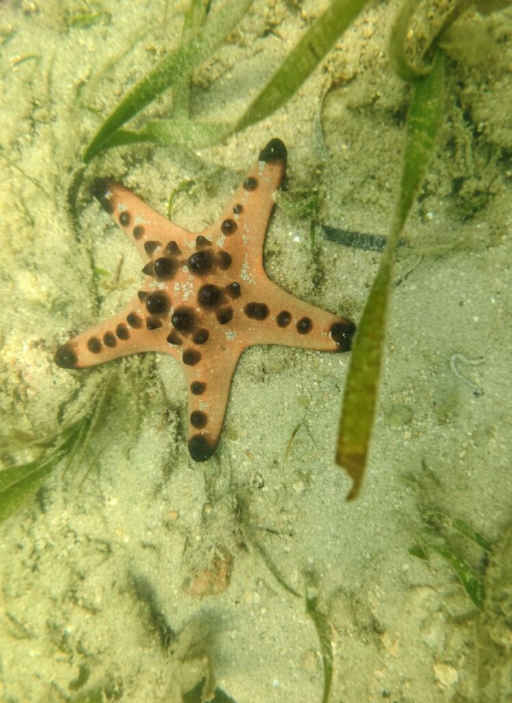 starfish in the island