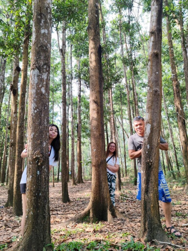 Man-made forest in Guimaras